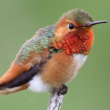 Fall Mix • Seasonal • In a Vase