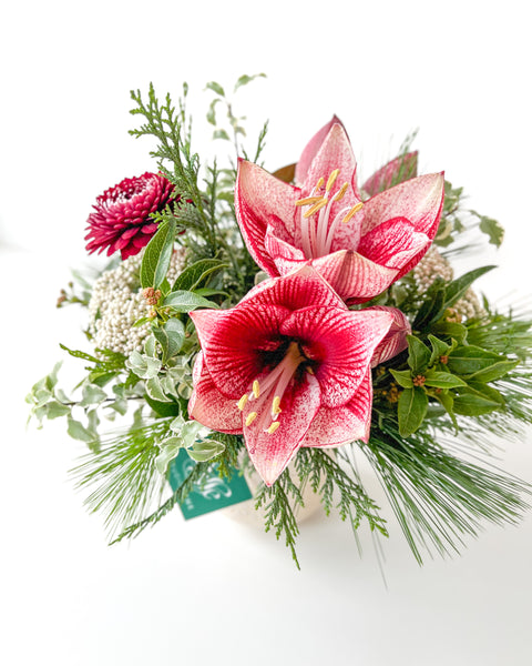 Holiday Amaryllis Mix • Seasonal • Arranged