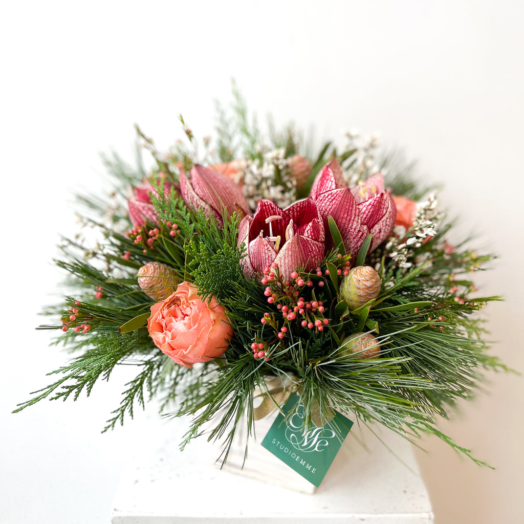Holiday Amaryllis Mix • Seasonal • In a Box