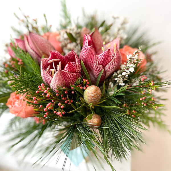 Holiday Amaryllis Mix • Seasonal • In a Box