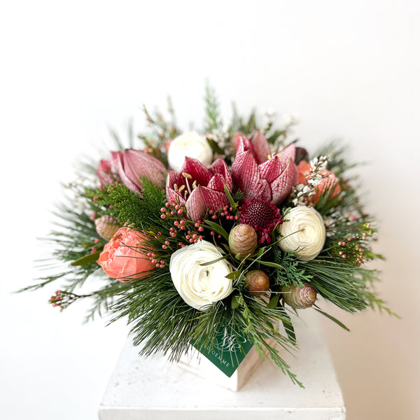 Holiday Amaryllis Mix • Seasonal • In a Box