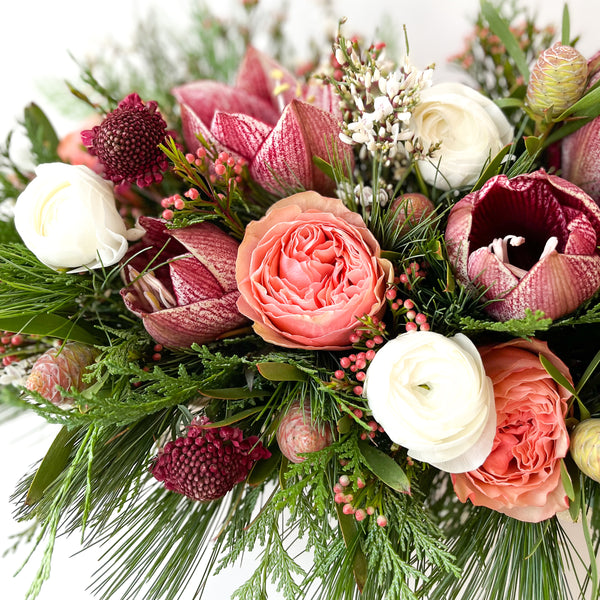 Holiday Amaryllis Mix • Seasonal • In a Box