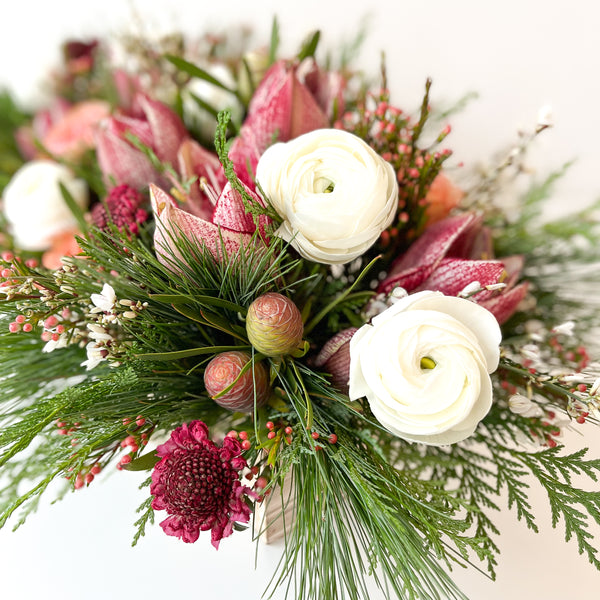 Holiday Amaryllis Mix • Seasonal • In a Box