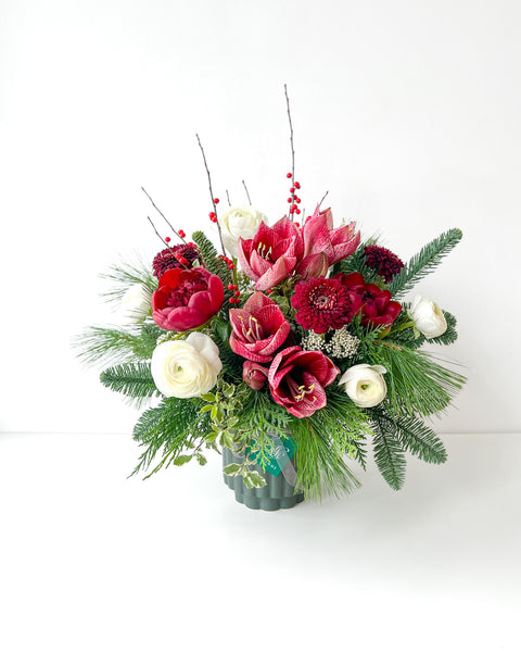 Holiday Amaryllis Mix • Seasonal • Arranged