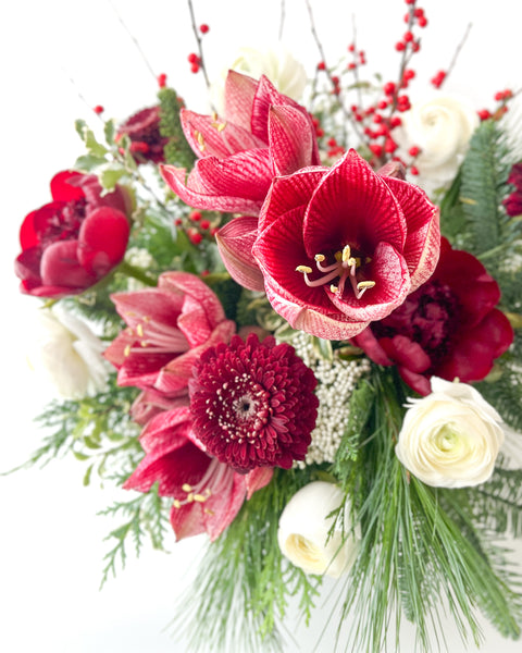 Holiday Amaryllis Mix • Seasonal • Arranged